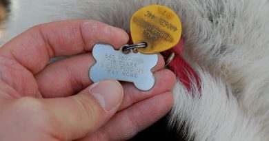 dog ID tags